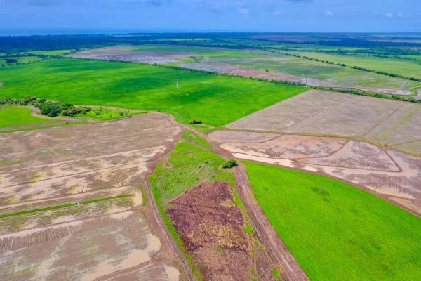 Operating rice farm for sale