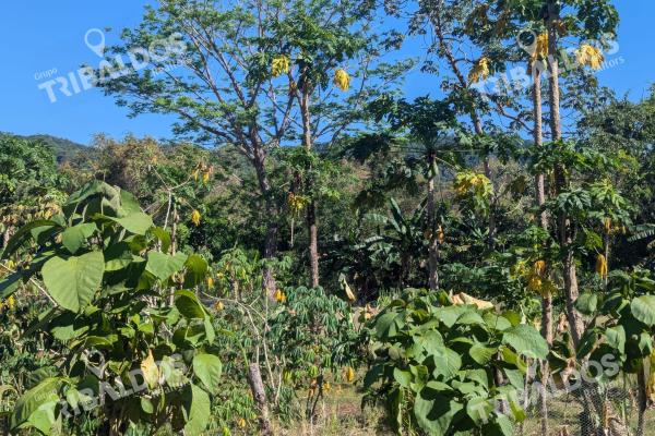 Venta de isla en panamá, isla cébaco