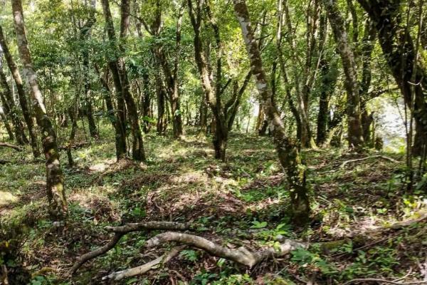 7,843 m² lot for sale in volcancito arriba