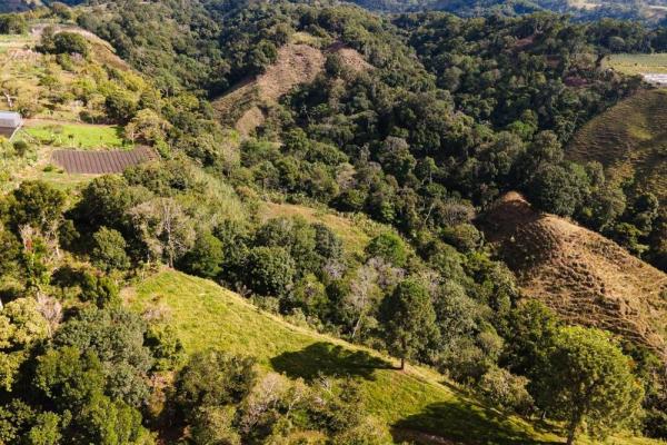 Finca cafetalera en venta en potrerillos arriba