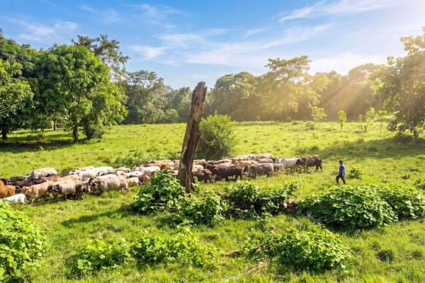 Se vende finca ganadera de 55 hectáreas en colón