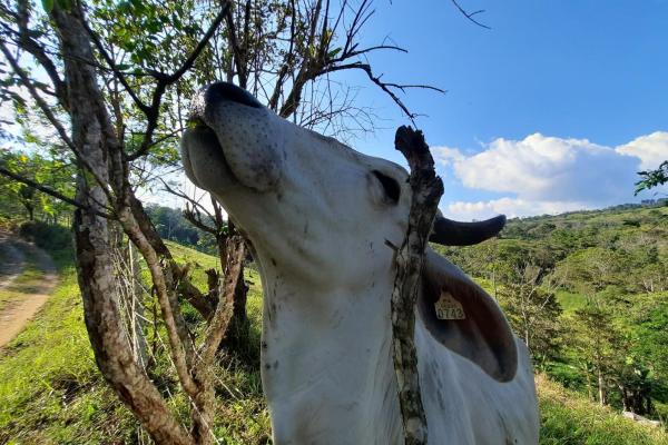 Finca agrícola en venta en renacimiento, monte lirio, palmarito.
