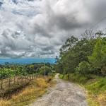 Land with natural forest and mountain views