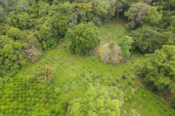 Coffee farm for sale in el cascajal, la pintada