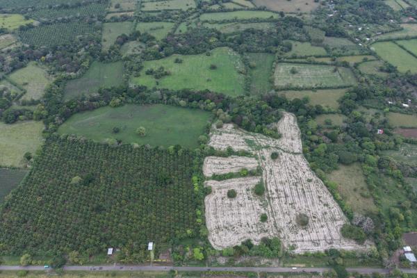 Farm for sale, 40.9 hct flat land alanje, chiriqui