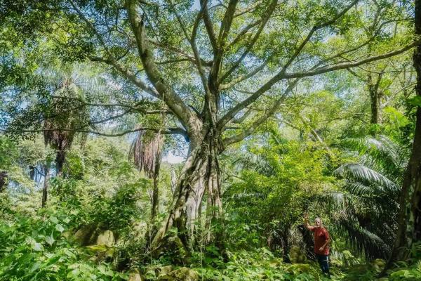 Expansive land for sale in las lomas, david