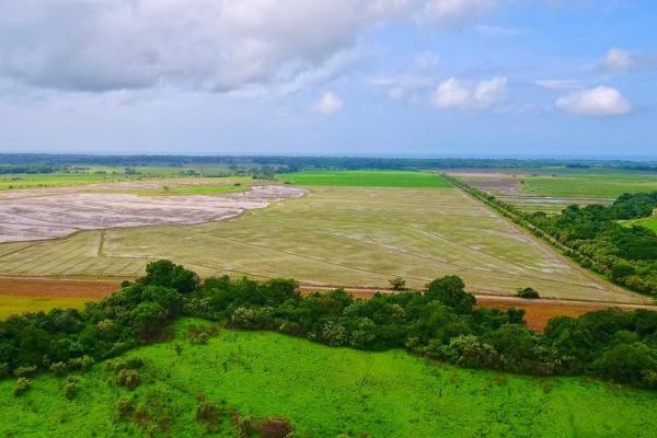 Operating rice farm for sale
