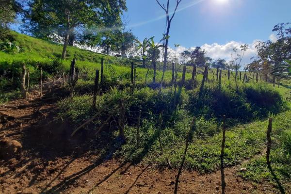 Finca agrícola en venta en renacimiento, monte lirio, palmarito.