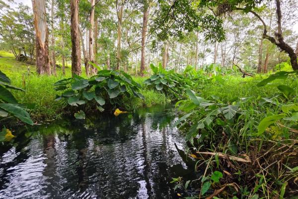 Experience the peace of volcán | land with a natural creek
