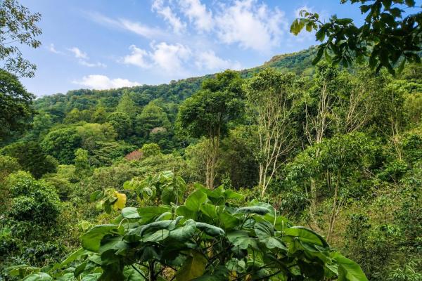 Cabaña con vistas al volcán barú en venta en jaramillo