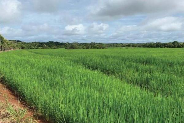 Venta de finca agrícola en ocú 128 hectáreas