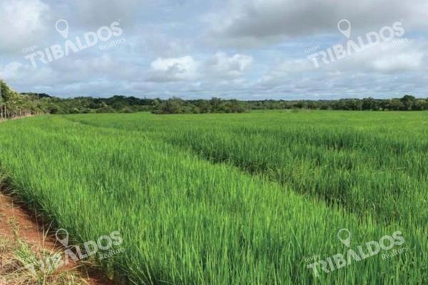 Venta de finca agrícola en ocú 128 hectáreas