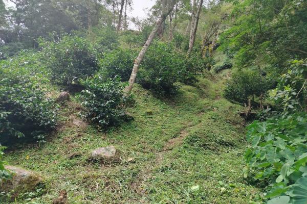 Award winner coffee farm
