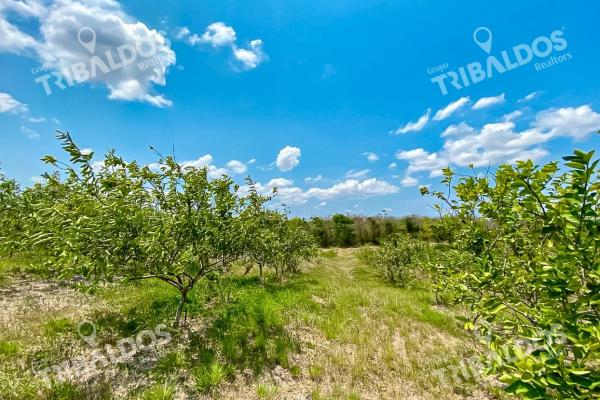 Venta de finca en antón cloclé