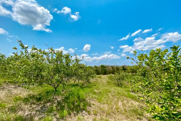 Venta de finca en antón, coclé