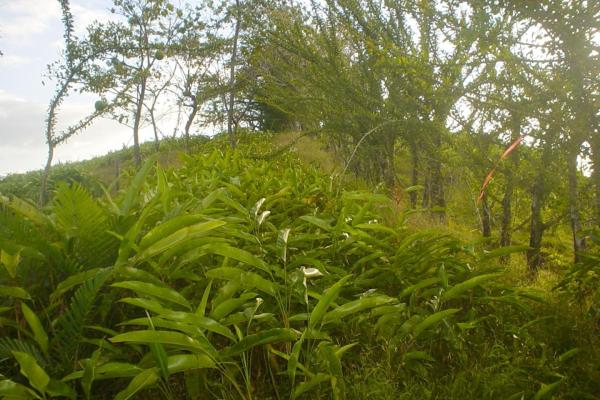67-hectare oceanfront sanctuary in arena, veraguas