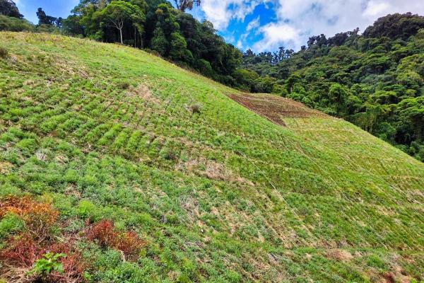 Finca agrícola en venta – cerro punta, chiriquí