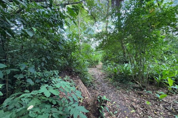 +9 hectares of flat beachfront land for sale