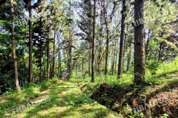 Venta de terreno en sora bejuco