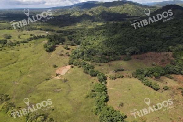 Se vende finca ganadera en margarita de chepo