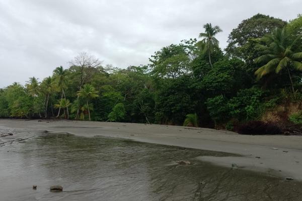 Land 172 acres in puerto armuelles, limones io