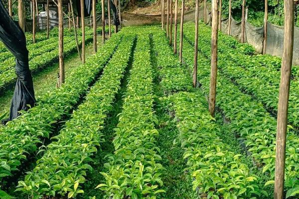 Coffee farm for sale in el cascajal, la pintada
