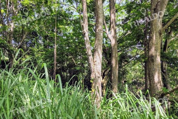 Venta de terreno en sora bejuco