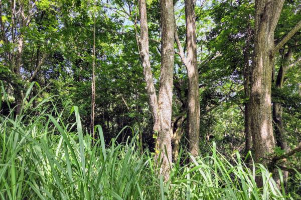 Venta de terreno en sora bejuco