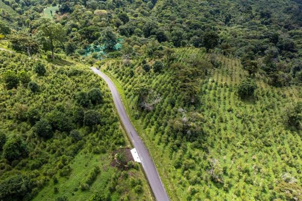 12 plus - ha producing coffee farm in boquete