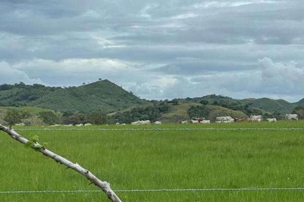 Fincas ganaderas en chame