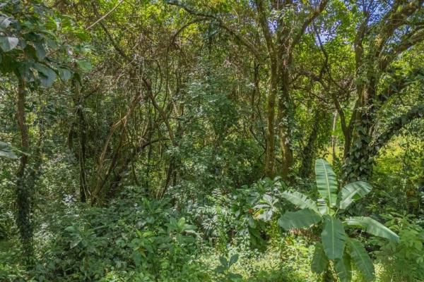 Casa nueva en la jungla en venta en torio