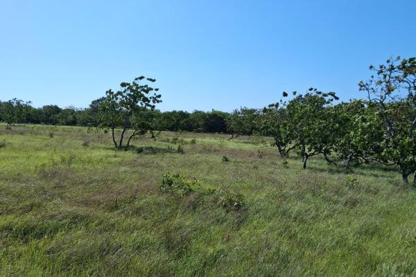 43 hectare plot of land in el espino, anton, cocle