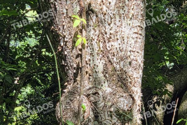 Venta de terreno en sora bejuco