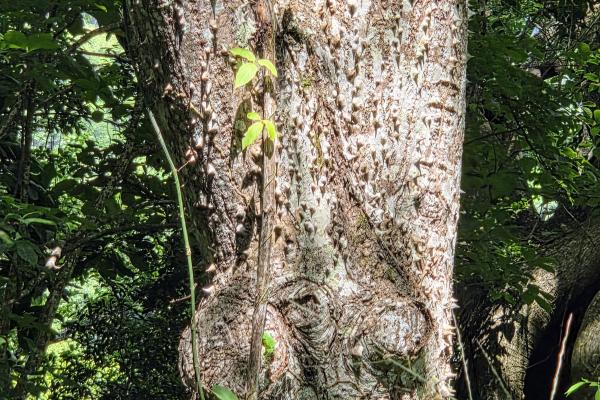 Venta de terreno en sora bejuco
