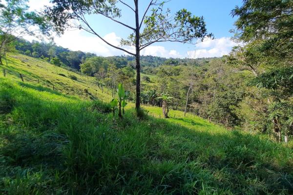 Finca agrícola en venta en renacimiento, monte lirio, palmarito.