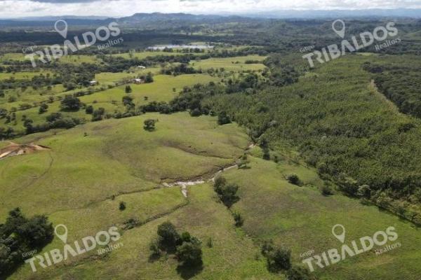Se vende finca ganadera en margarita de chepo