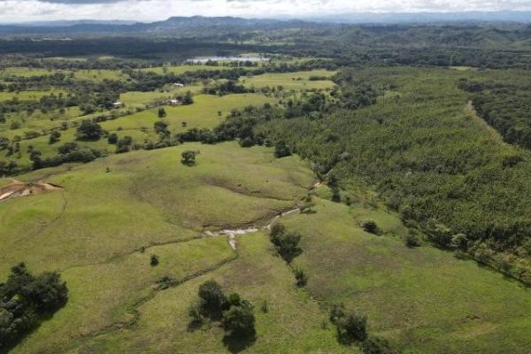 Venta de finca margarita chepo 200 has
