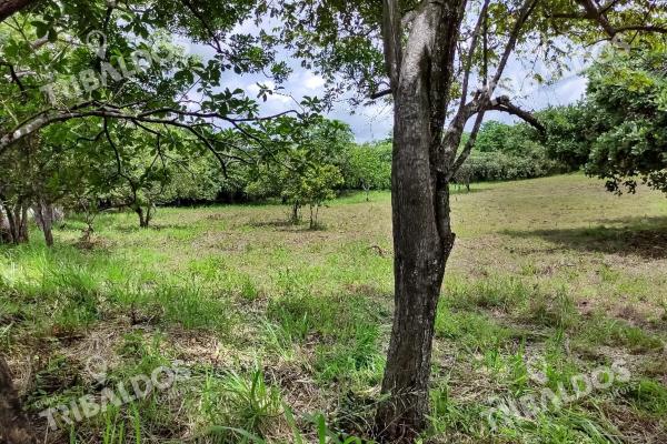 Se vende terreno en punta barco