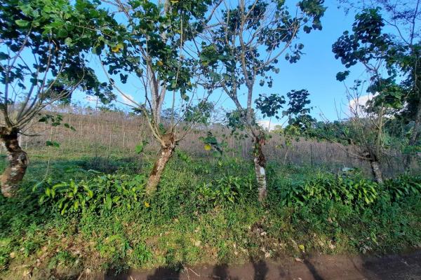 Finca agrícola en venta en renacimiento, monte lirio, palmarito.