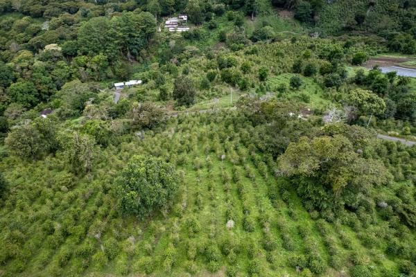 12 plus - ha producing coffee farm in boquete