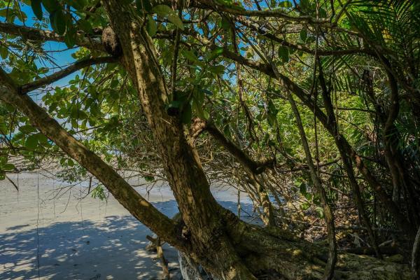 2-hectare beachfront property