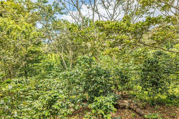 Flat coffee land with mountain views in palmira