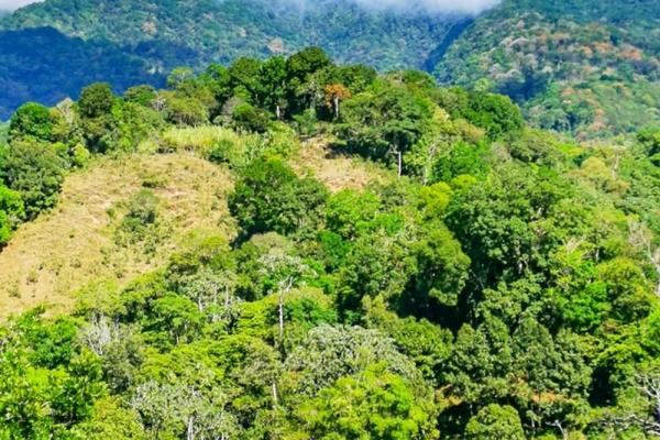 Finca cafetalera en venta en potrerillos arriba