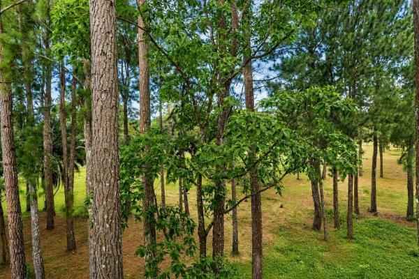 Se vende terreno de 1.9 hectáreas en potrerillos arriba