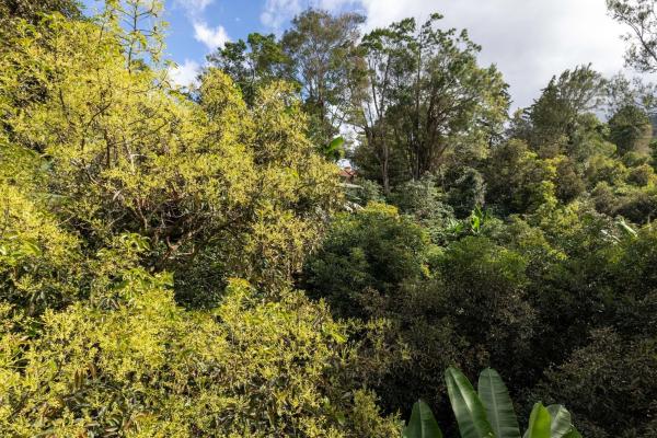 Finca de café y aguacate de boquete con vistas al volcán barú