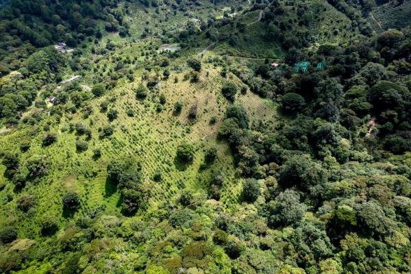 12 plus - ha producing coffee farm in boquete
