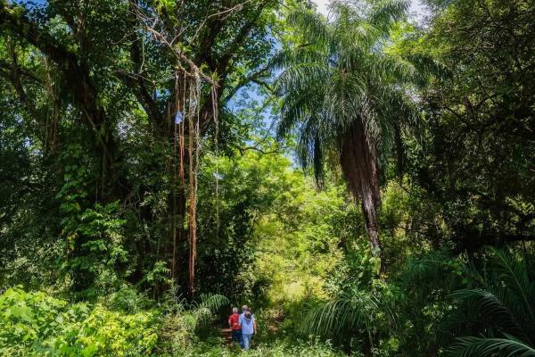 Expansive land for sale in las lomas, david
