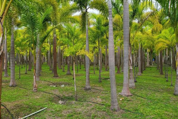 Se vende casa con plantación en nueva gorgona, chame