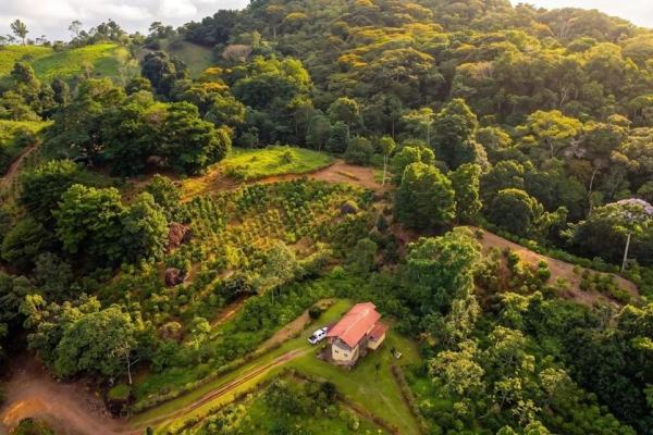 Coffee farm for sale in el cascajal, la pintada