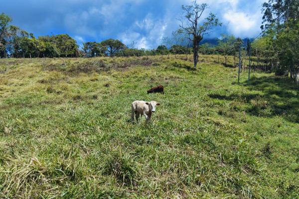 Land for sale – boquerón, cordillera arriba